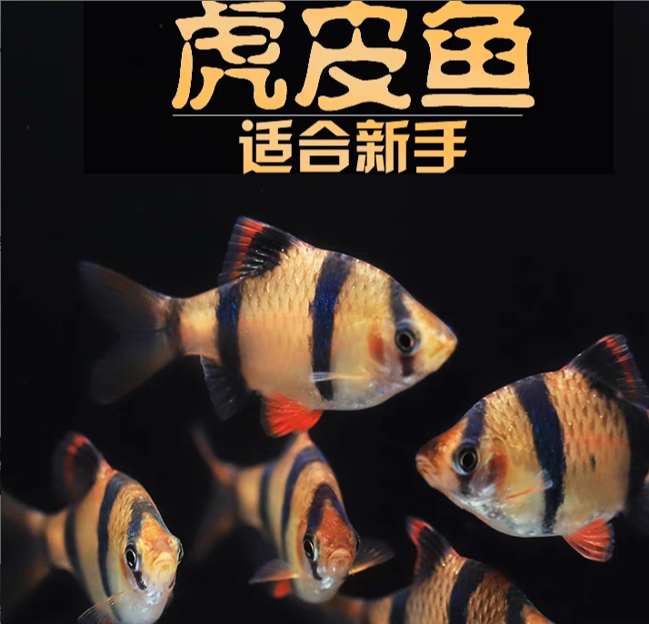 小型热带观赏鱼咖啡虎皮2-3厘米左右