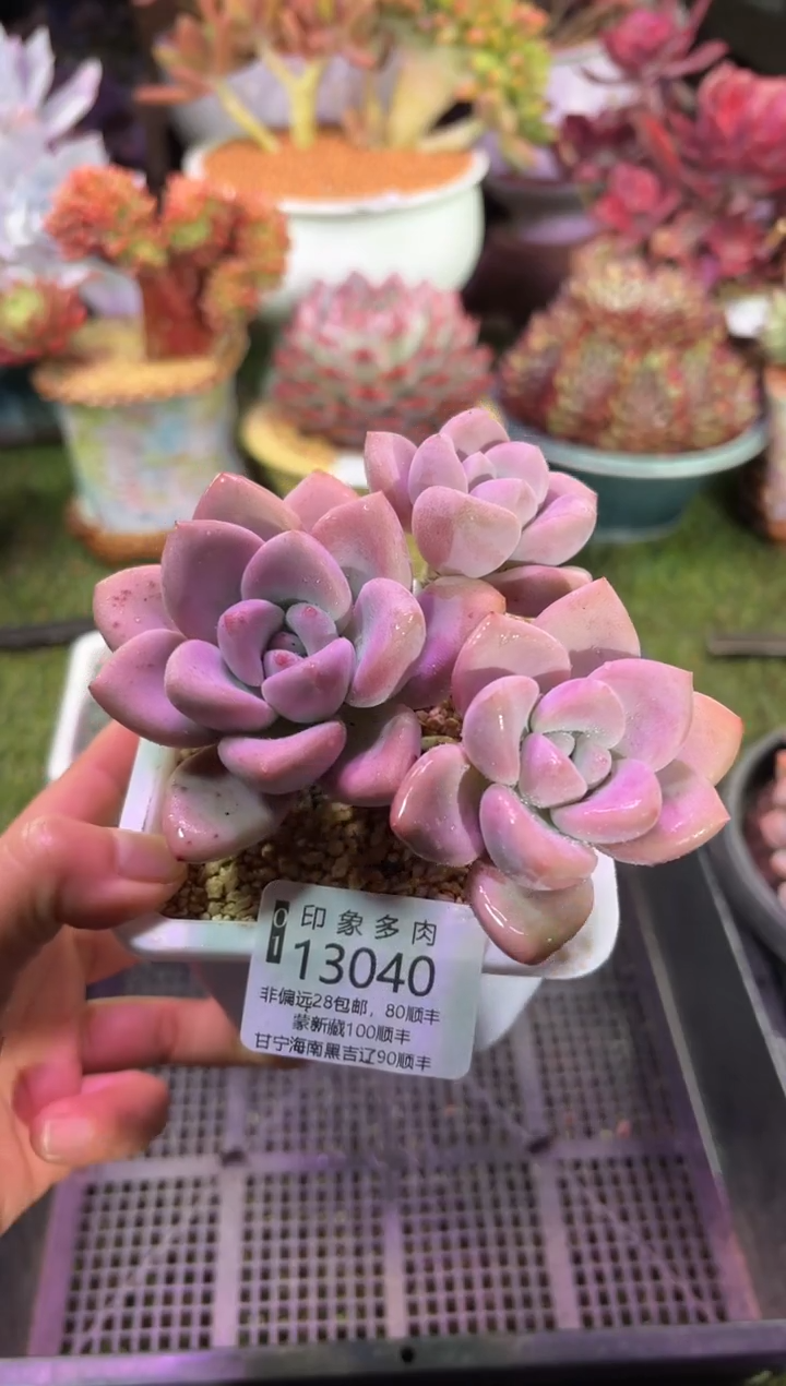 【闪购商品】13040