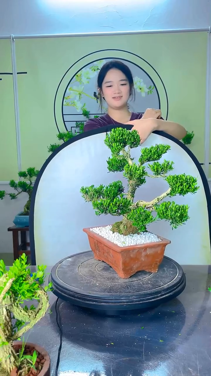胶带广东高端·黄杨盆景