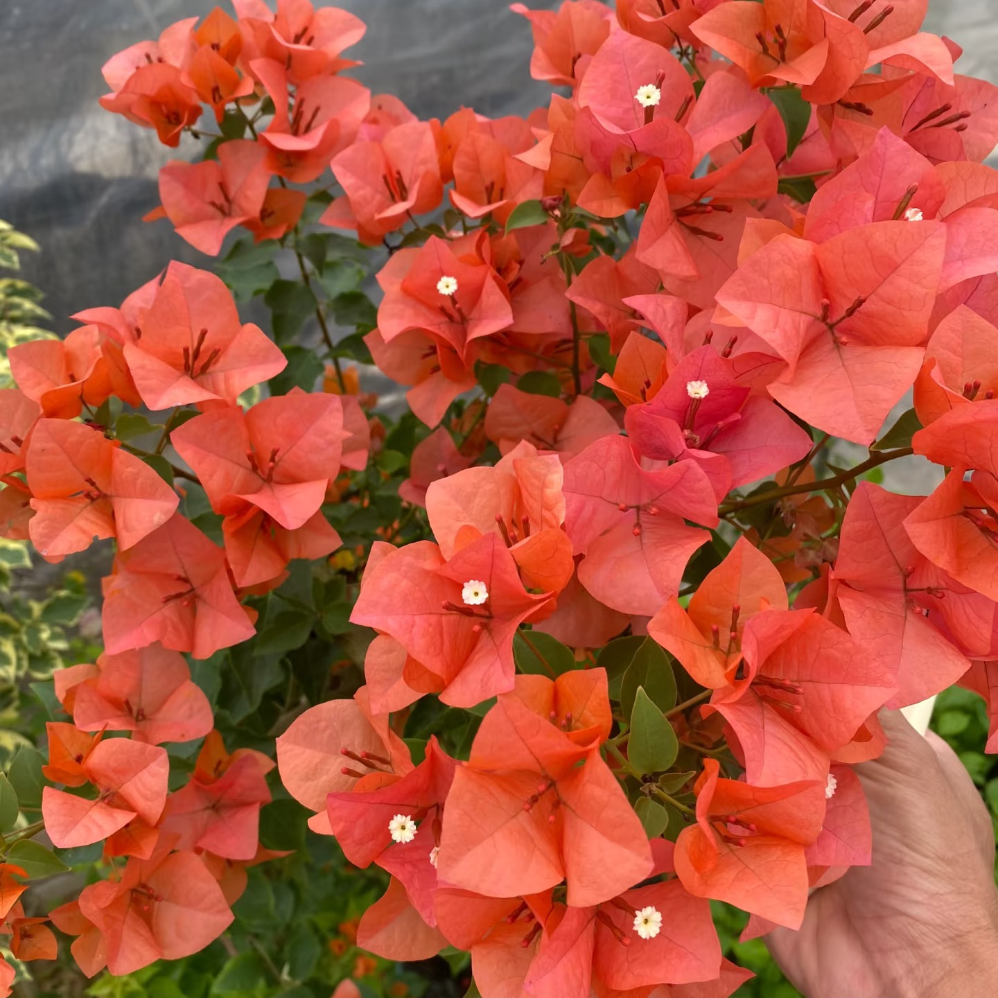 兴宇盛 泰国橙公主泰妃勤花耐活室内外观赏鲜活三角梅