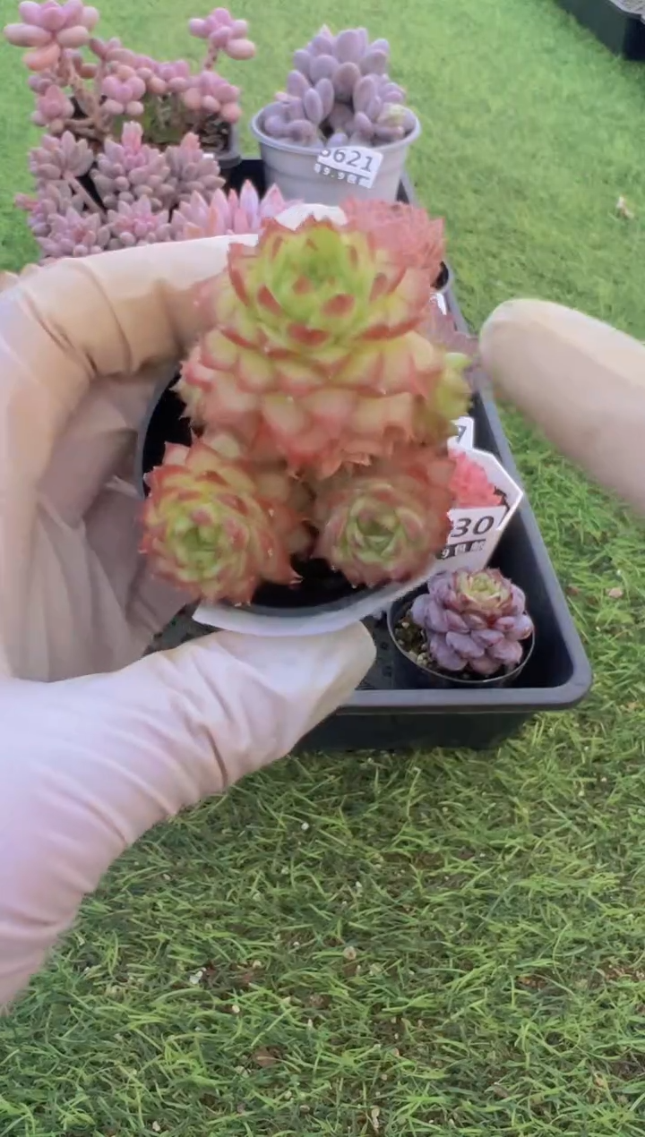 【闪购商品】信福多肉一物一拍