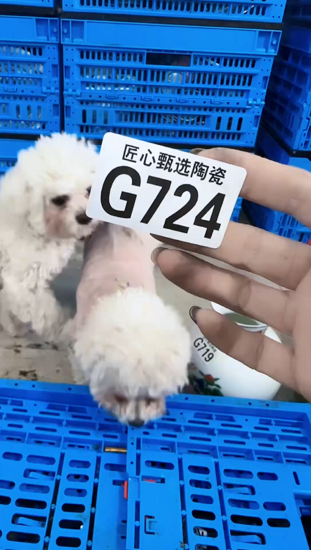 瓷片喵****?           G724