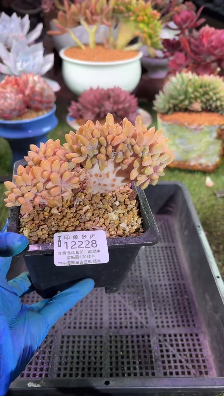 【闪购商品】12228