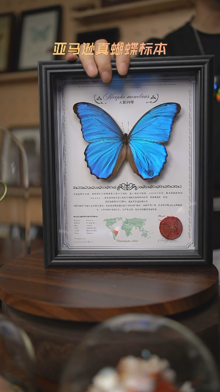 大蓝闪蝶中英文地图款红色火漆印章