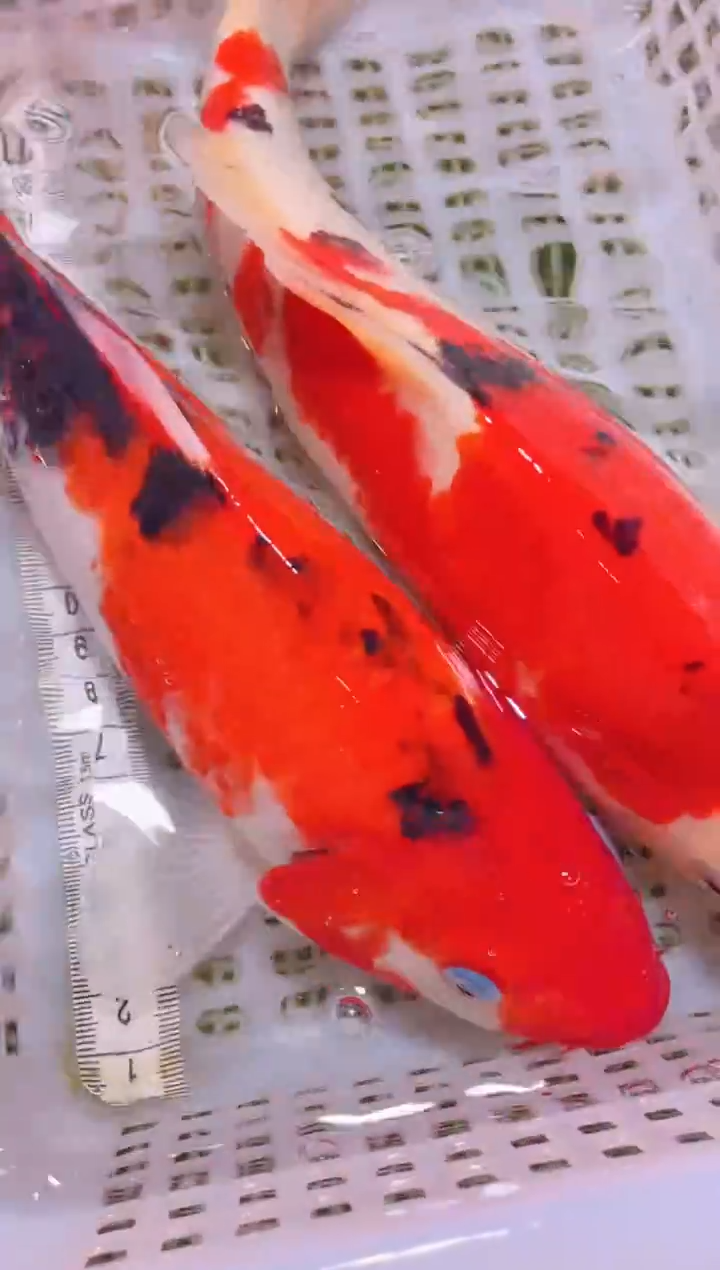 锦鲤冷水观赏鱼全场包邮91