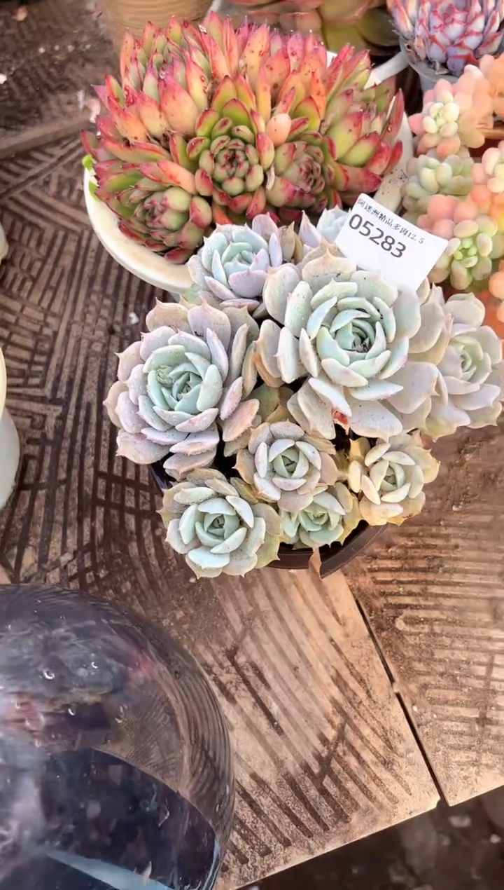 L****g多肉植物一物一拍05283