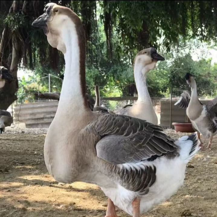3两左右狮头鹅肉 鲜美包邮到家