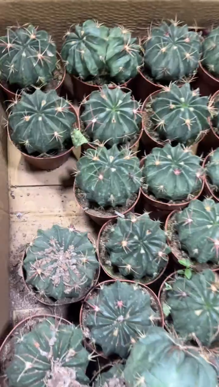 实生根 赤诚 8-10cm