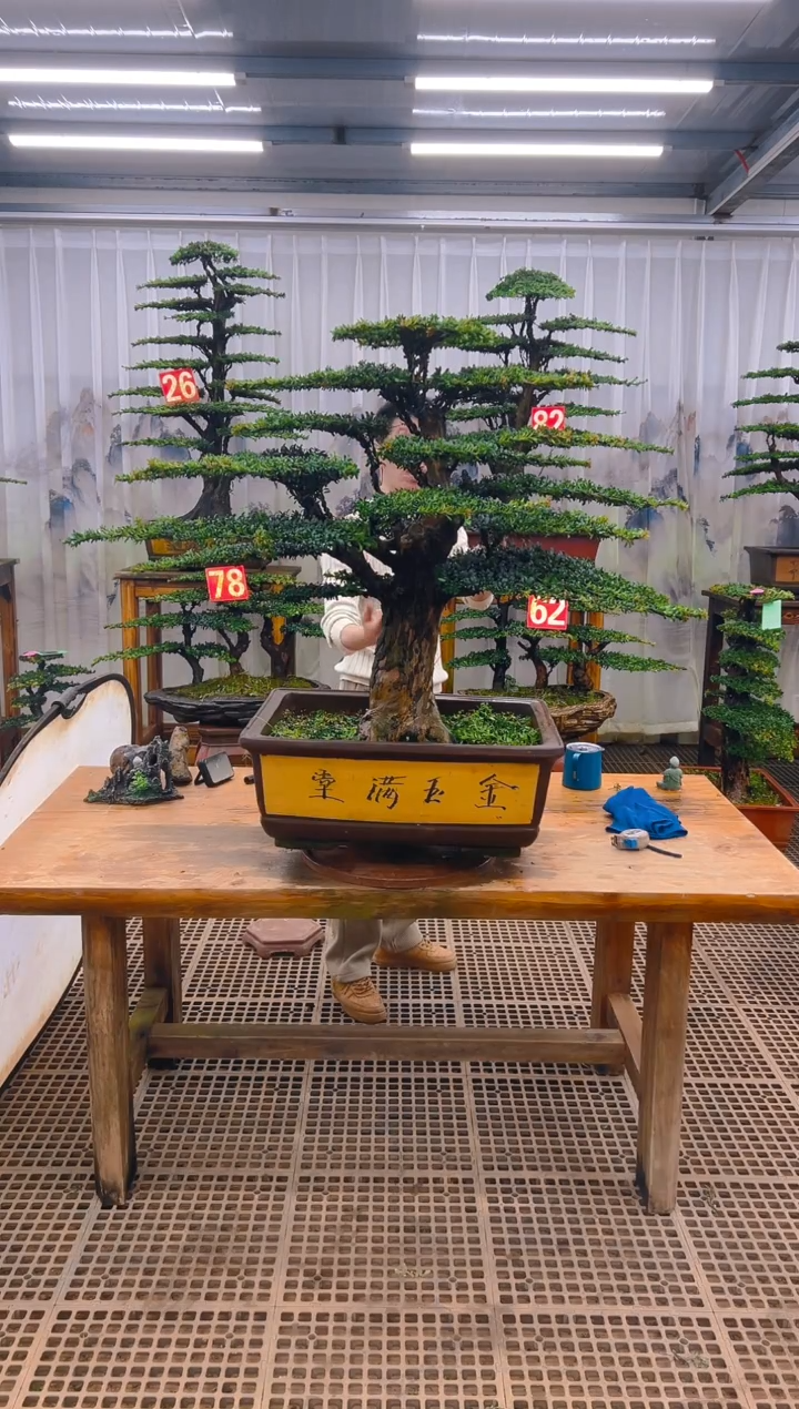 无花朵白**识精品盆景直播间一物一拍