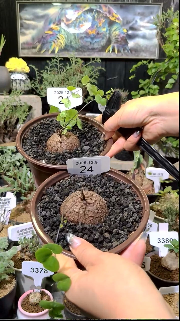 24号1209福利南非龟甲龙买一送一