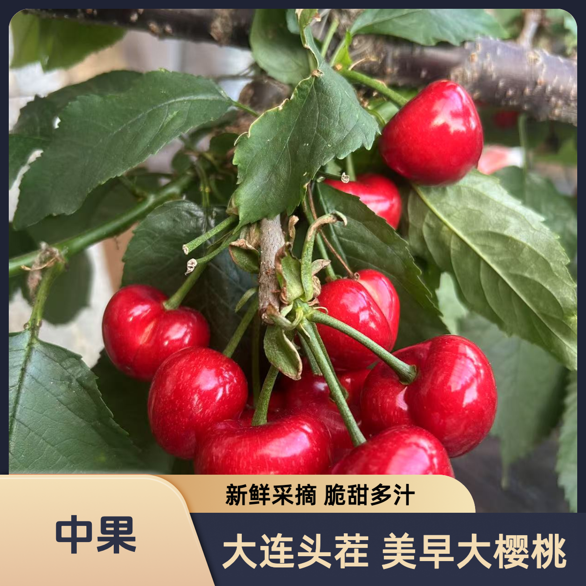 中果 大连头茬樱桃 美早大樱桃 2斤装 净重1.8斤 单J（24-26mm）脆甜好吃 汁水水足 现摘现发