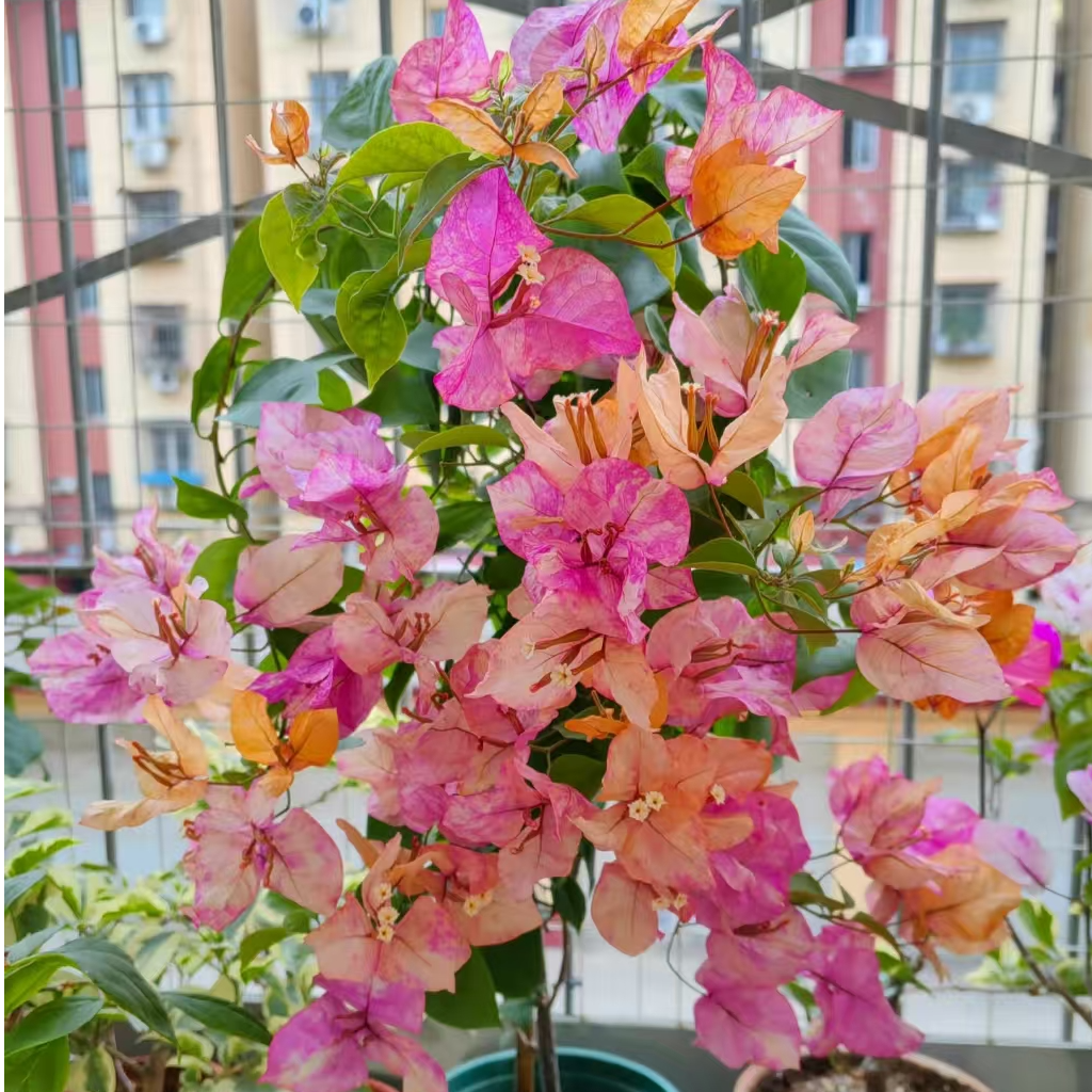 【阿朱娜】0.35加仑杯苗三角梅四季超勤花原盆带花阳台庭院种植易养