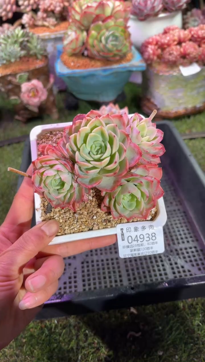 【闪购商品】04938