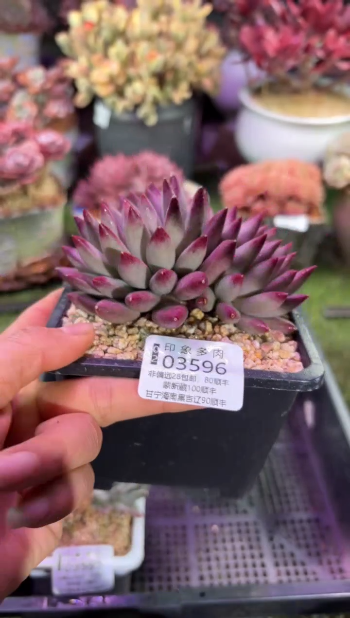 【闪购商品】03596