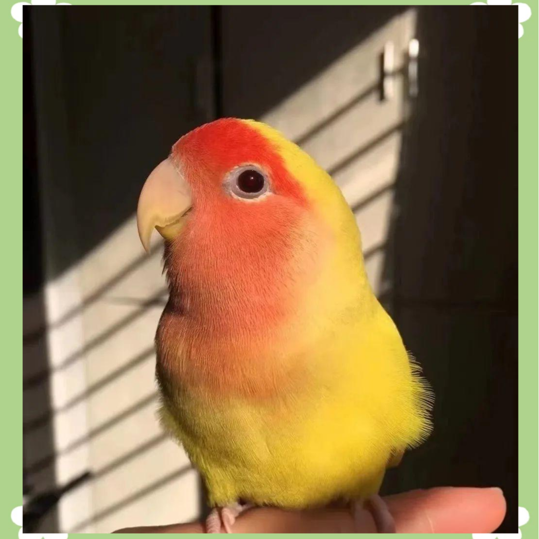 可锻炼手养亲人粘人牡丹鹦鹉可爱观赏宠物鸟