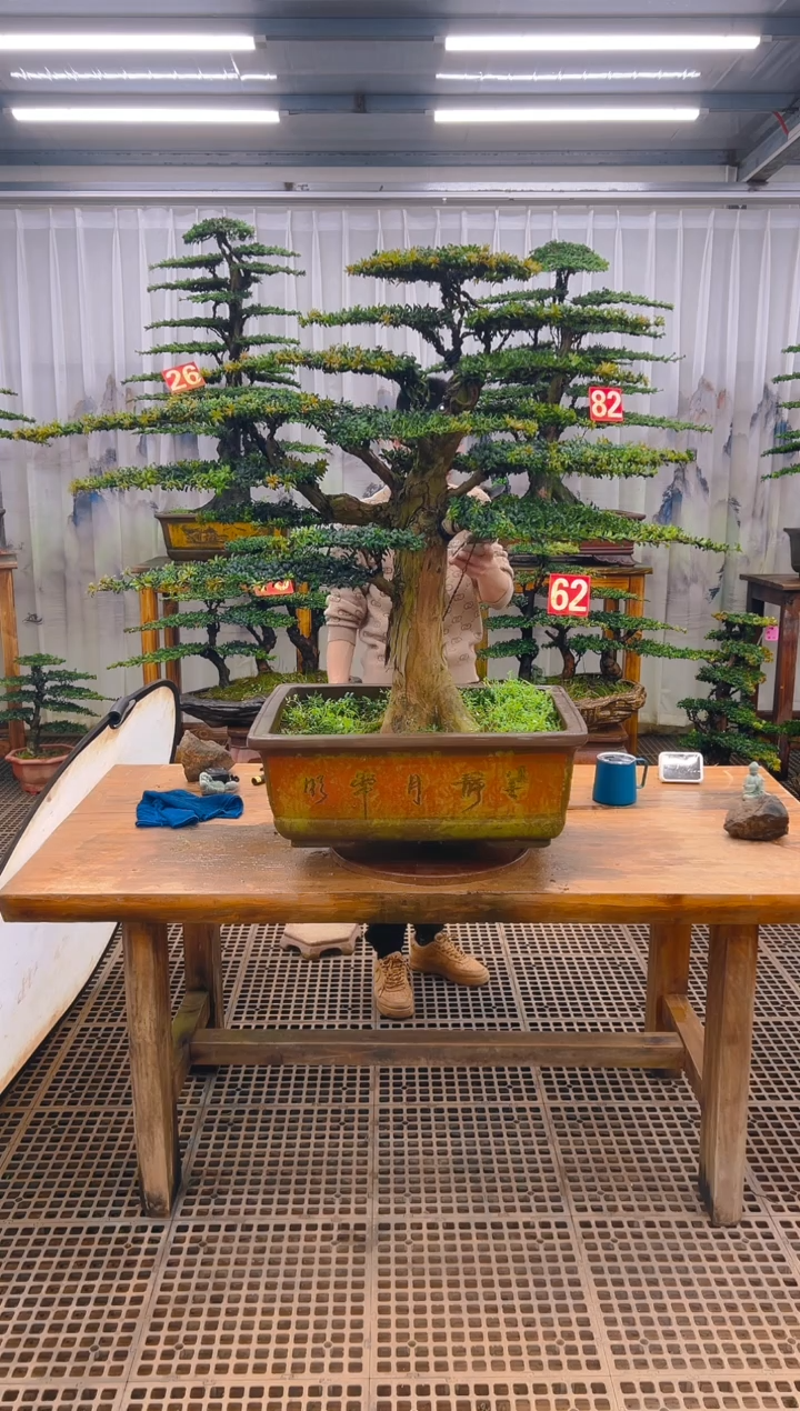 无花朵勇*精品盆景直播间一物一拍