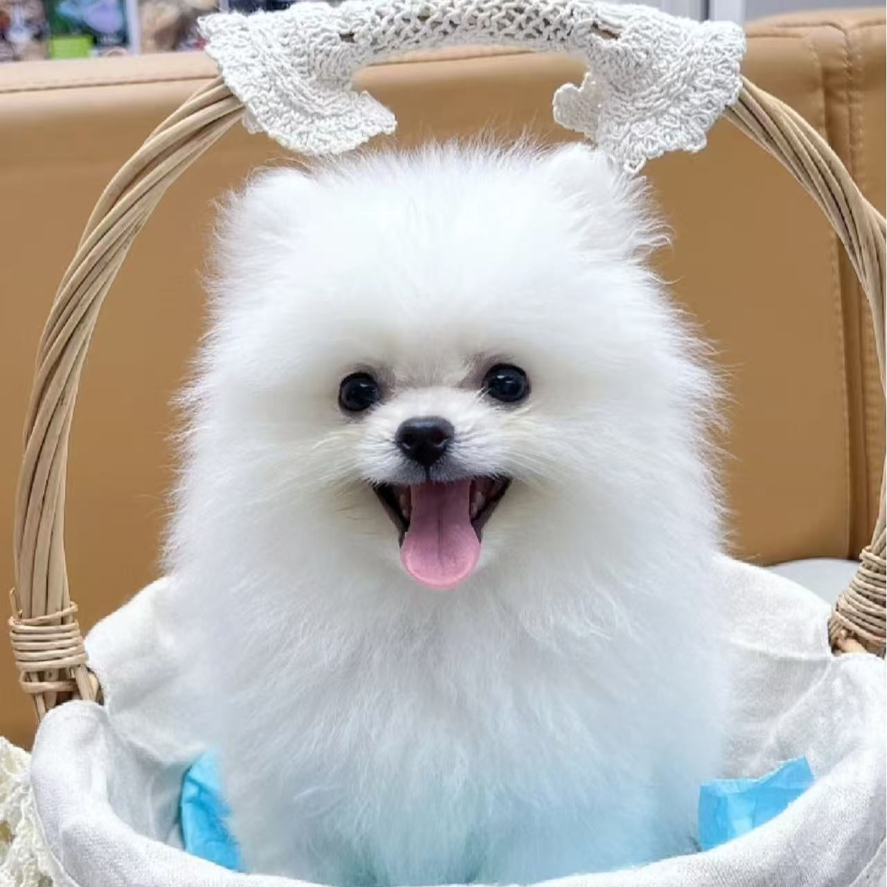 【锦萌家】博美茶杯犬