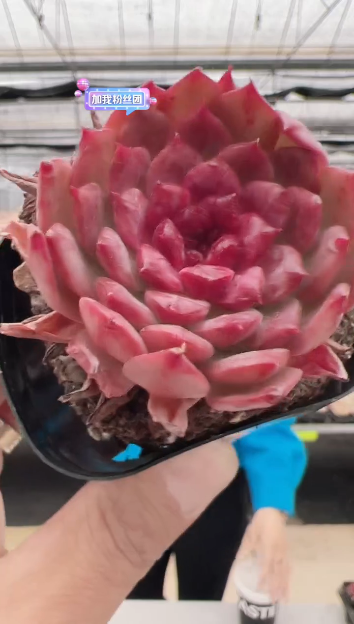 【闪购商品】红酒杯A-2