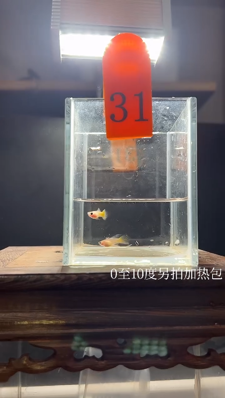 孔雀鱼黄金玻璃猫短C31