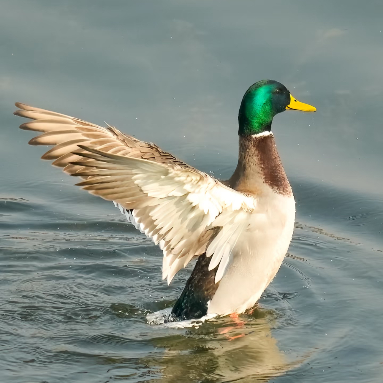 【小飞鸭】红烧鸭子鱼塘散养现杀现发