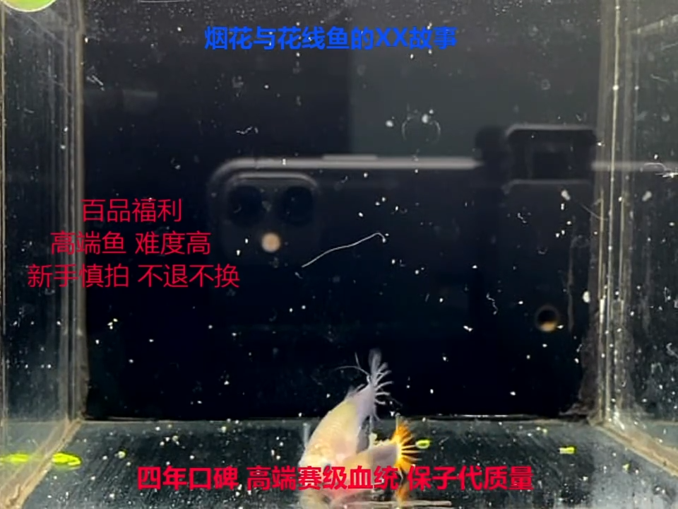 孔雀鱼野生色波罗蜜亚成体验1对