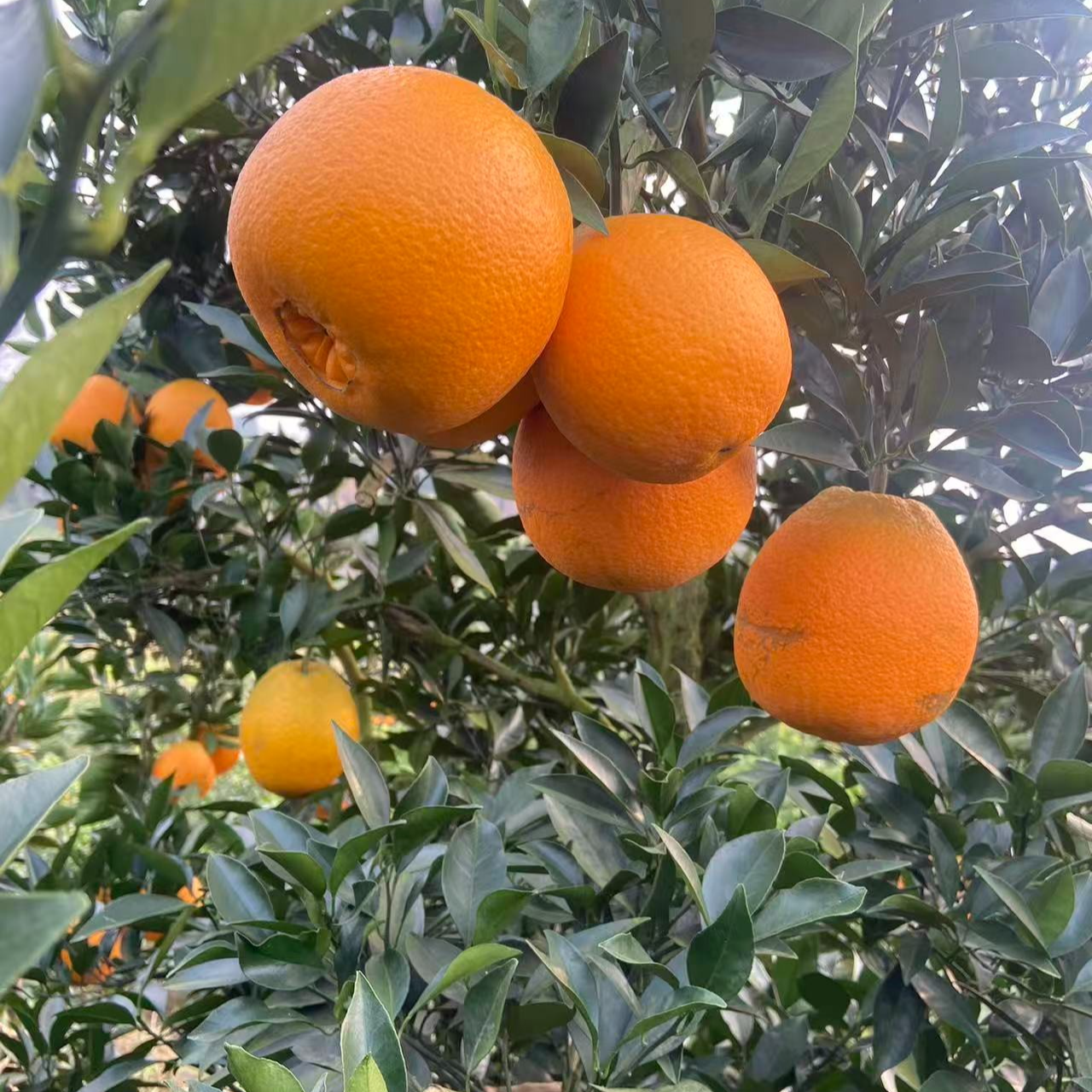 中国脐橙之乡 金堂三溪 当季新鲜水果 无籽甜脐橙