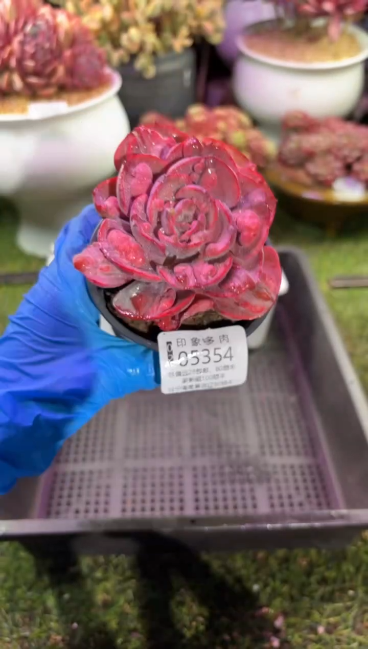 【闪购商品】05354