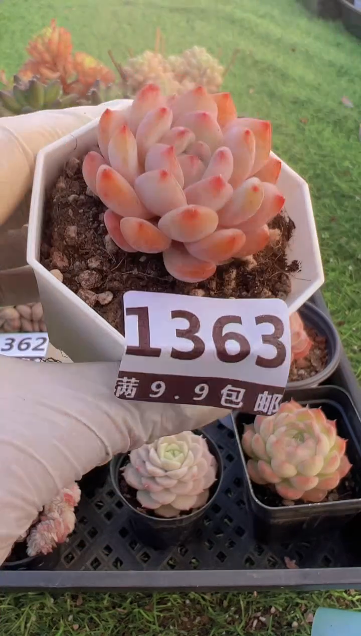 【闪购商品】信服多肉一物一拍