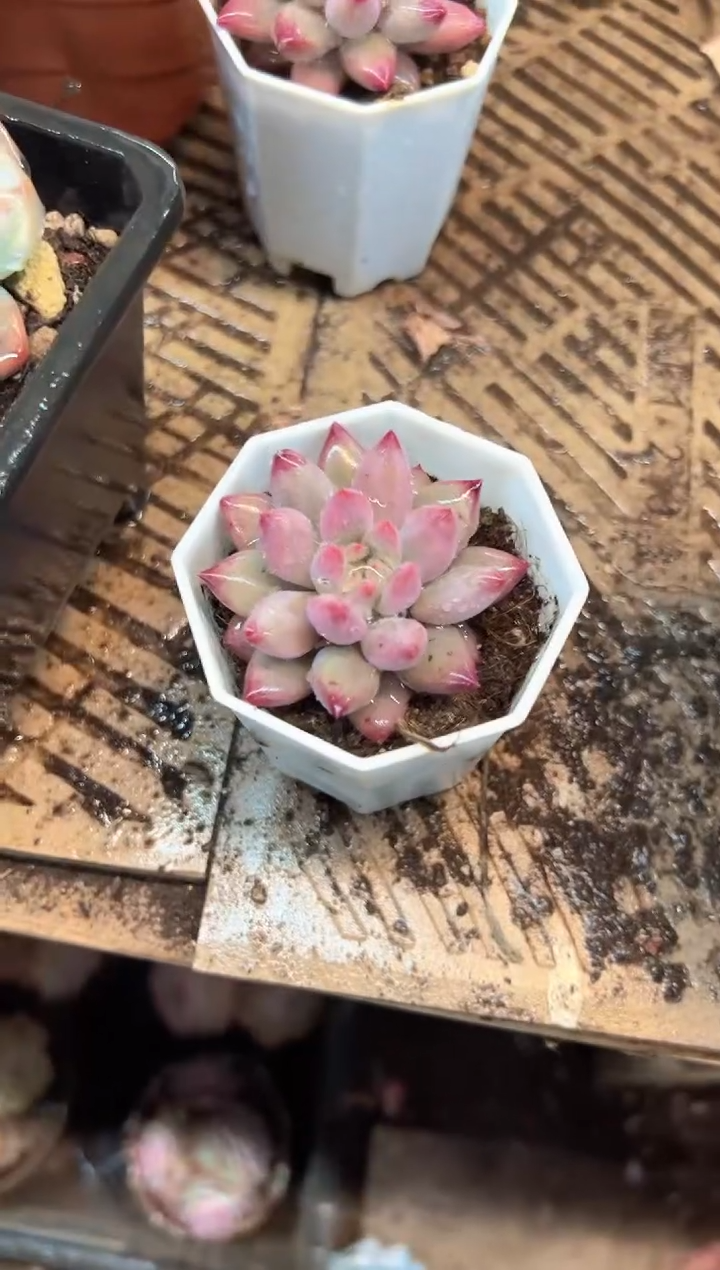 蛋*多肉植物一物一拍10366