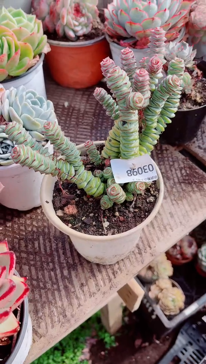 鳳跃跃精品多肉03098