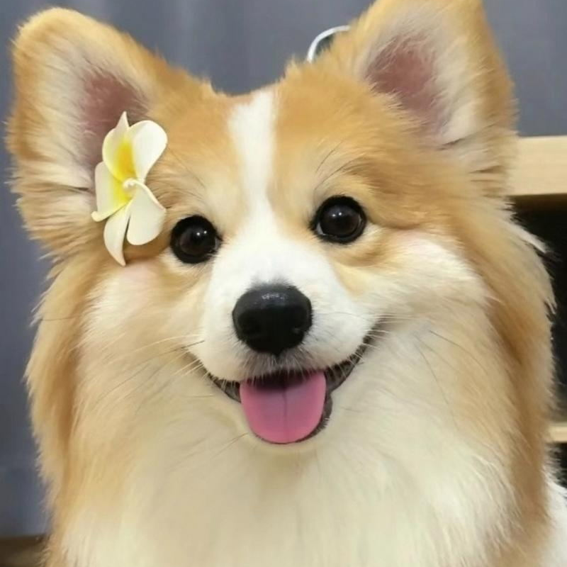 昆明千宠联萌比熊 博美 西高地 狗狗活体