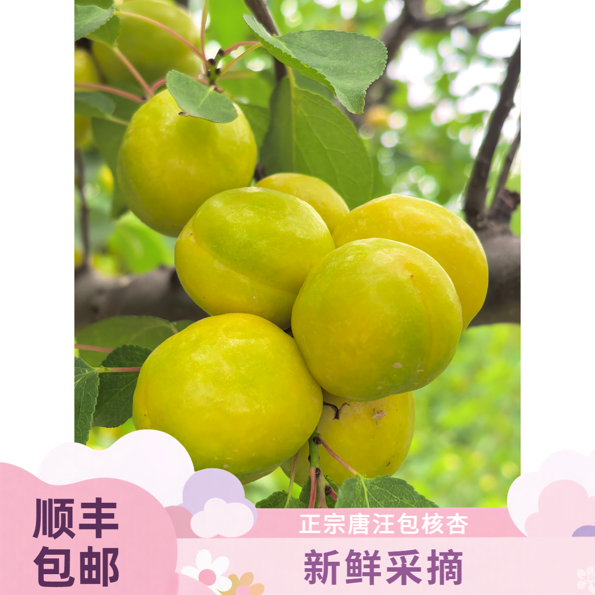 (顺丰包邮)正宗东乡唐汪包核杏新鲜当季鲜甜多汁皮薄肉厚个大饱满