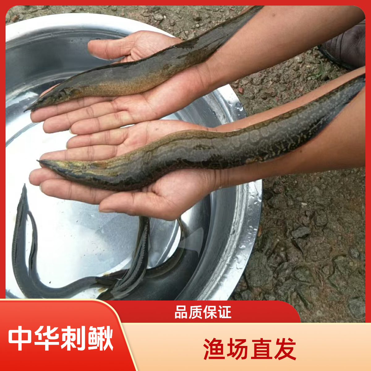 中华刺鳅鱼 大刺鳅 淡水鱼 刀鳅鱼 沙鳅鱼