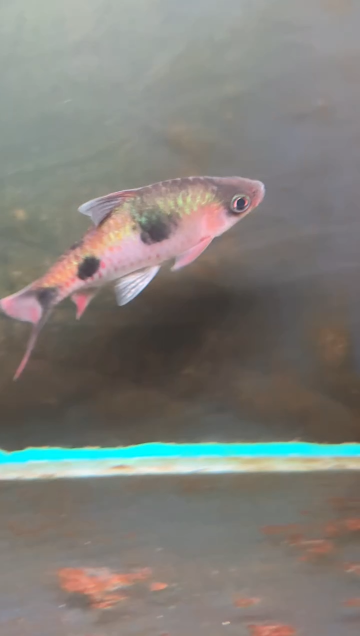 金鱼印度进口红点道金斯鲃