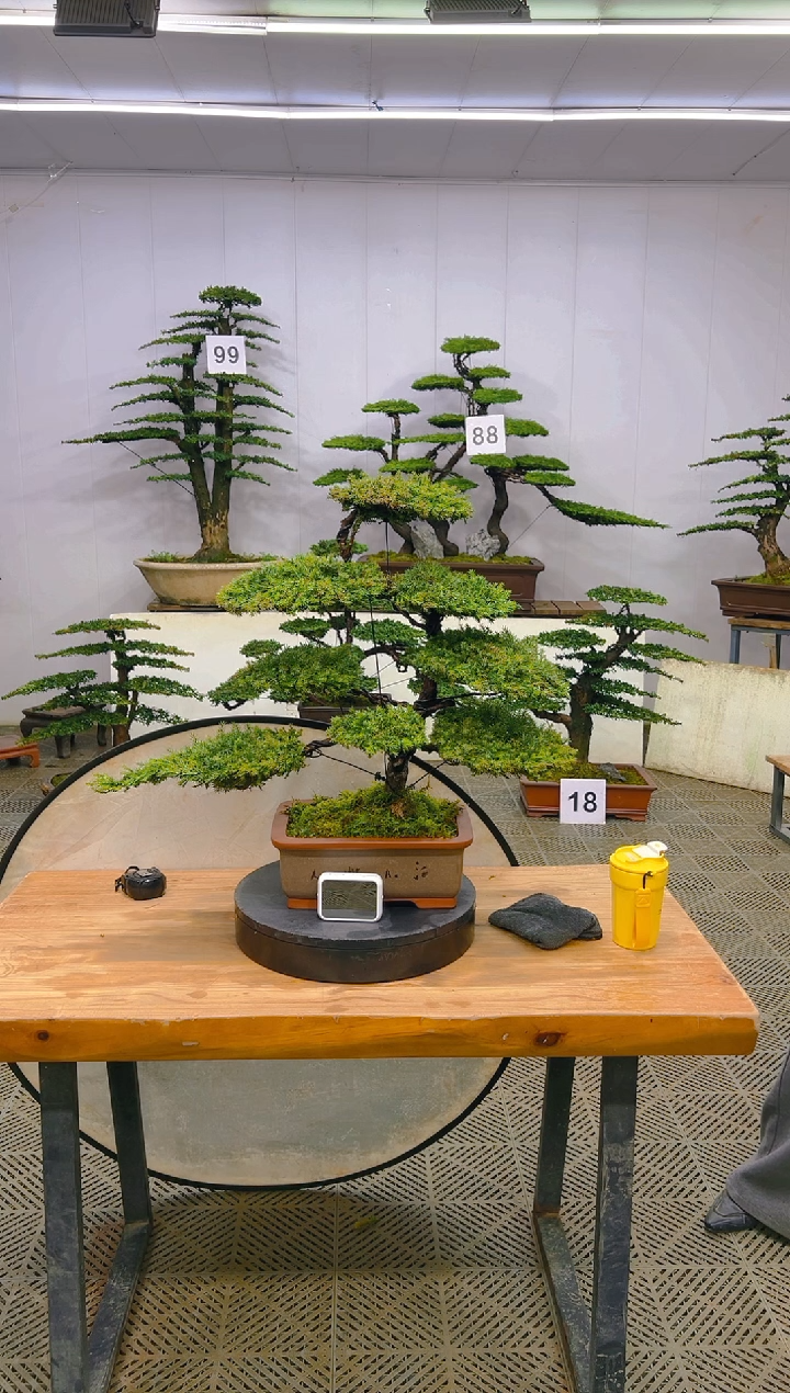 无花朵一物一拍一物一拍
