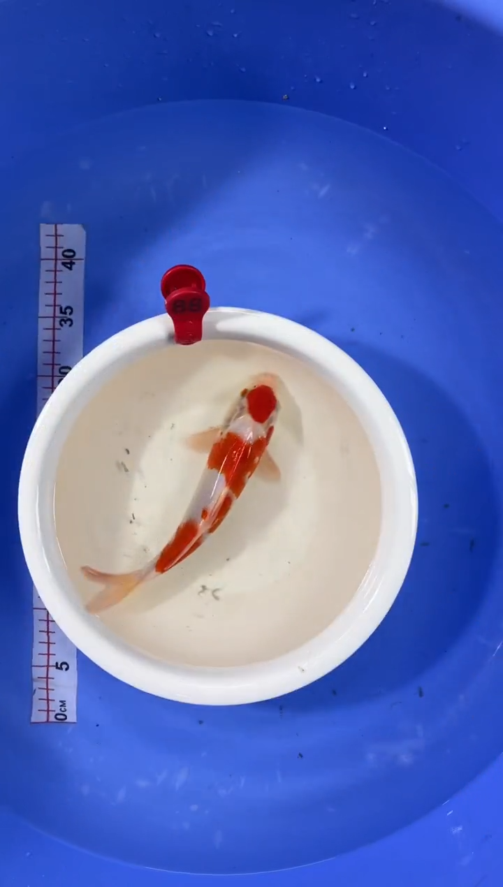 锦鲤活体二号链接