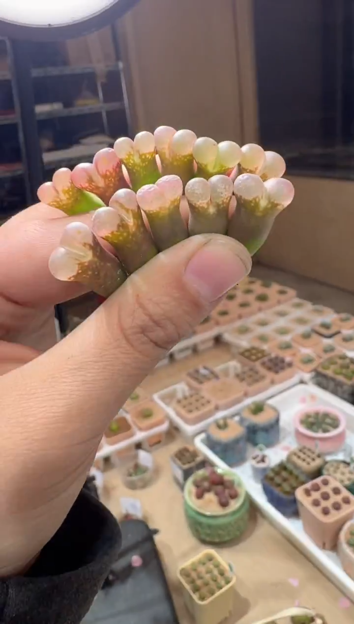 86多肉植物肉锥叶之神一颗