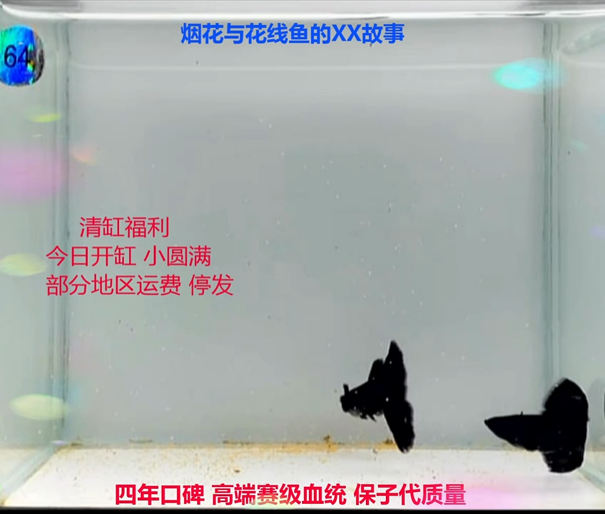 孔雀鱼总冠线木炭黑压成高端体验2对