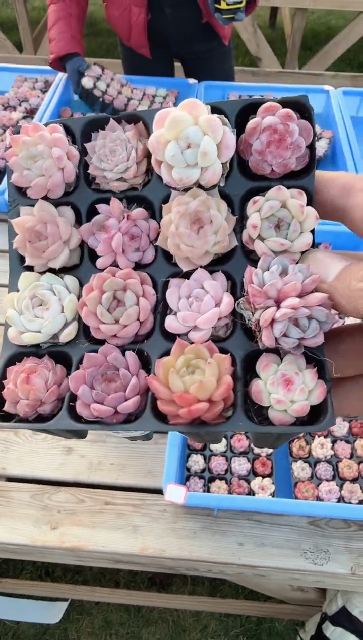 东云多肉园新款-167