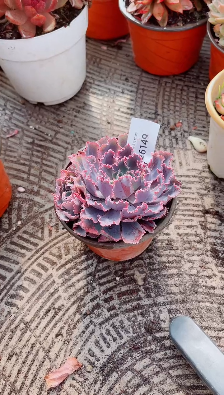 秋**河跃跃精品多肉26149