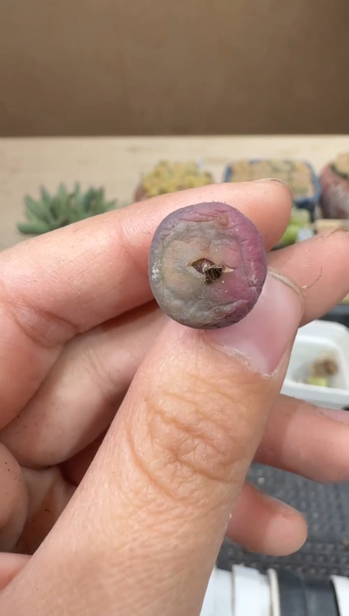 30-40多肉植物肉锥