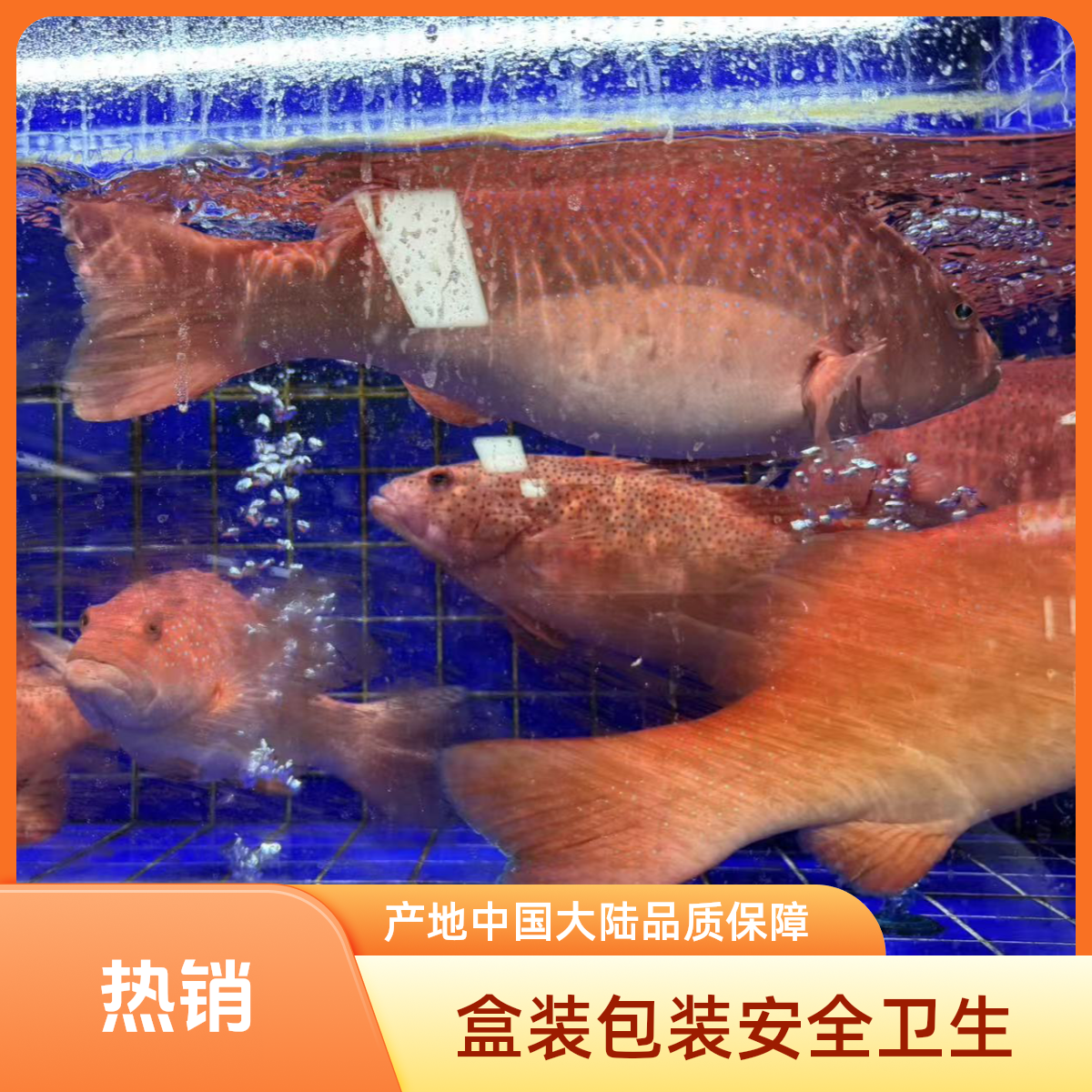 【东胜同城送】东星斑（一条2斤以上）