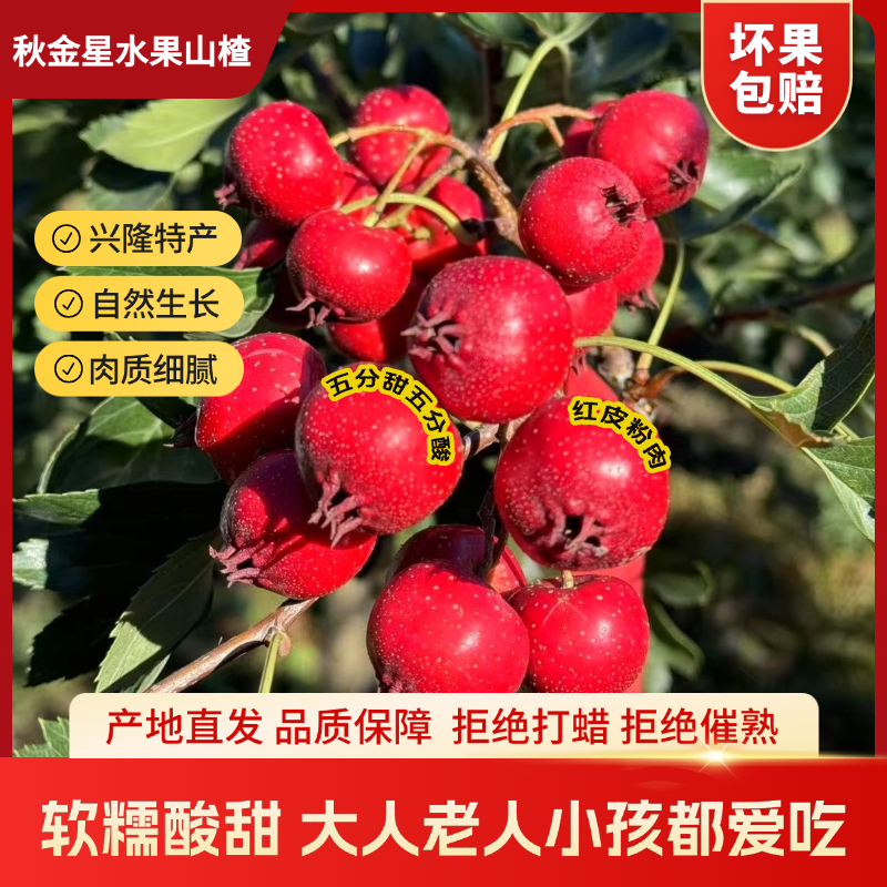 兴隆秋金星山楂鲜果水果甜山楂产地直发新鲜铁山楂大果糖葫芦酸甜