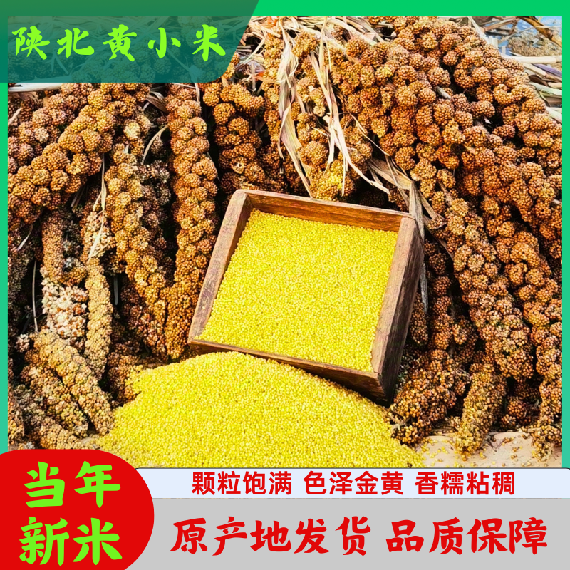 陕北农家山地油小米饱满粘稠100克×5袋新米五谷杂粮小米杂粮