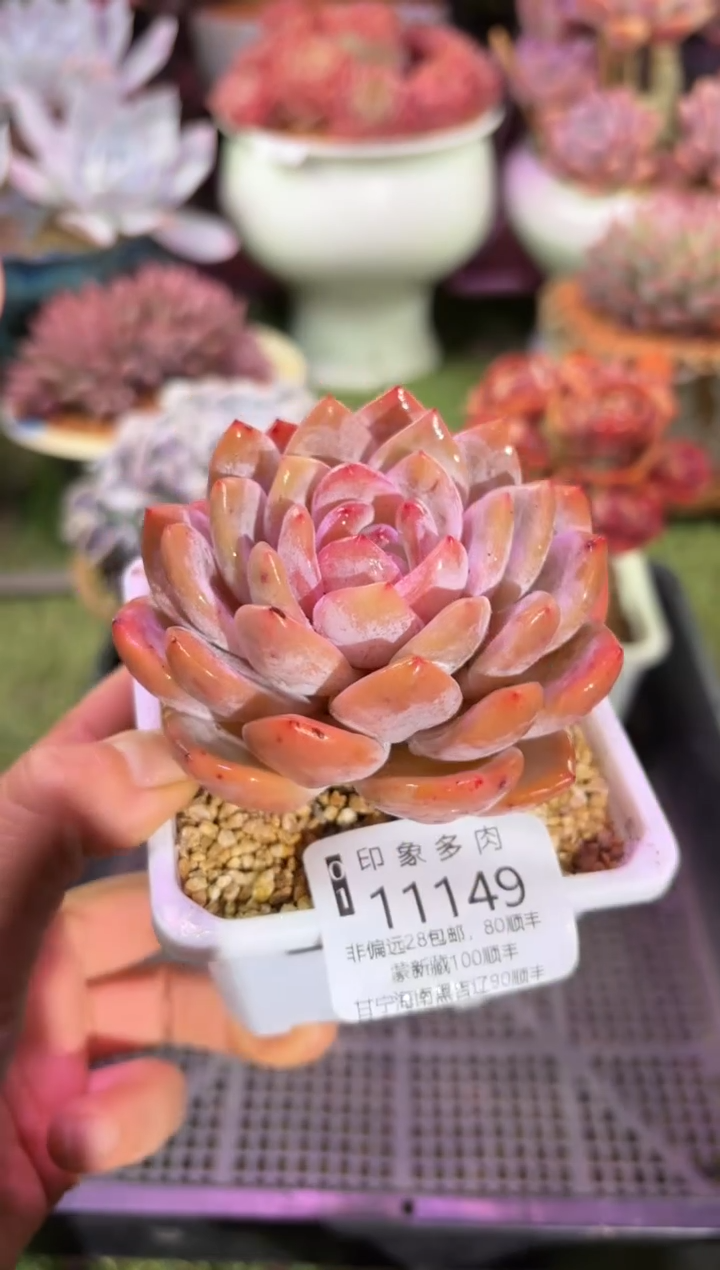 【闪购商品】11149