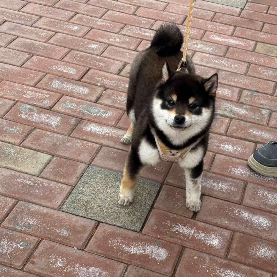 《昆明圆宝宠物店》T宠物狗狗活体