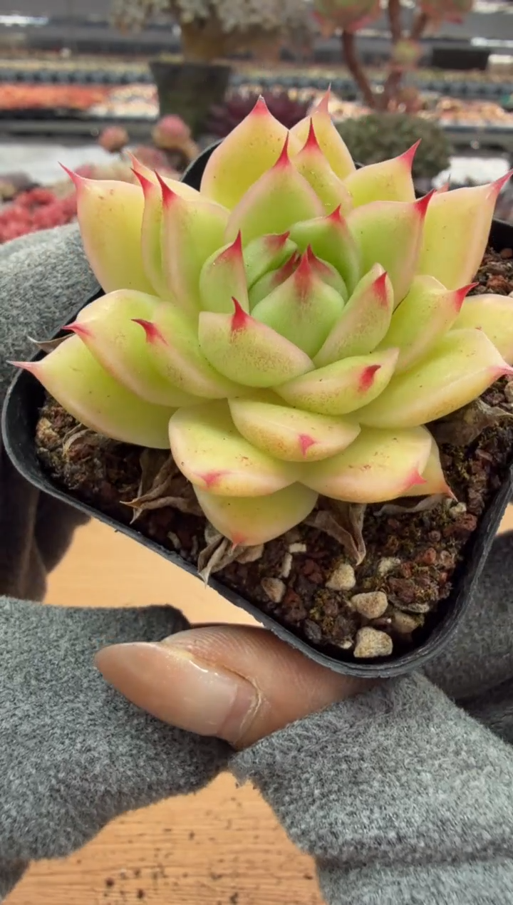 东云多肉园二店-104