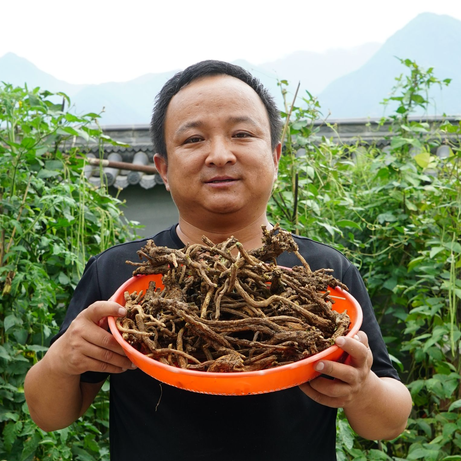 黄芩 甘肃黄芩 大山里采挖非种植的切片整根的都有 枯芩非种植的
