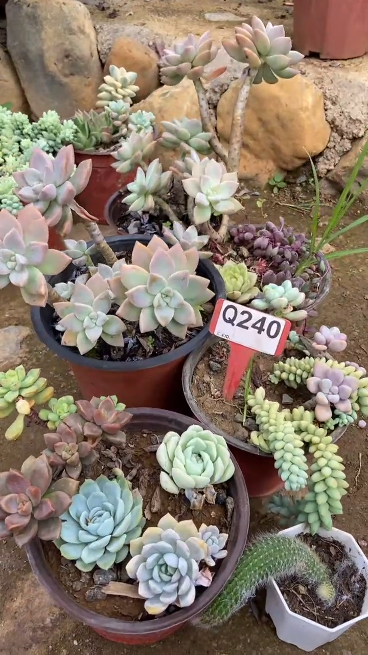 Q240多肉组合默认脱土发货