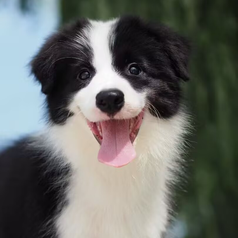 【路上家】边牧边境牧羊犬幼犬活体小狗